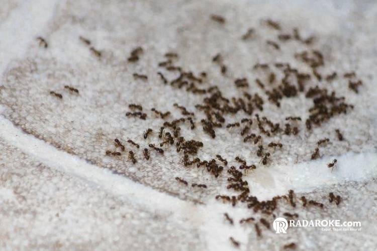 Antara Zakat dan Kedamaian Hati