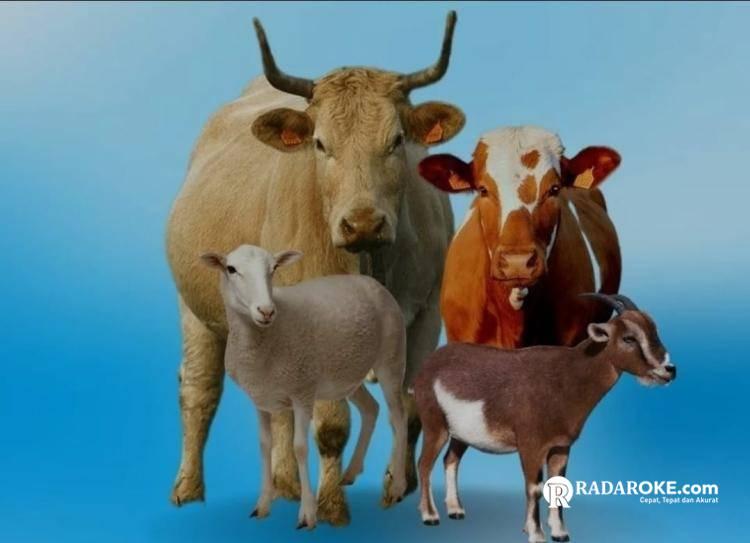 Idul Adha 1446 H, 331 Hewan Kurban disembelih di Kecamatan Singingi Hilir, Ini Datanya