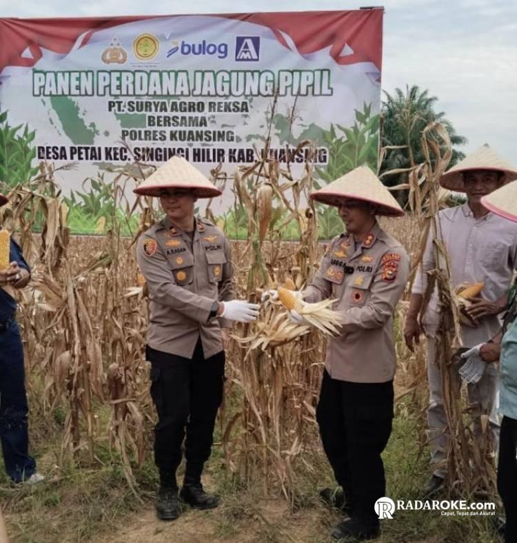 Kapolres Kuansing Hadiri Panen Perdana Jagung Pipil dalam Rangka Dukung Astacita Ketahanan Pangan di Lahan PT. SAR