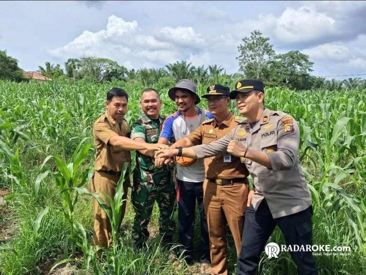 Camat Singingi Hilir Tinjau Perkembangan Kebun Jagung Pipil Bumdes Kemilau Sungai Ome 