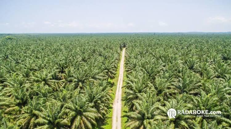 Dinilai Abai Terhadap Hak Masyarakat, Senin Mendatang Ratusan Massa Akan Geruduk PT Adimulia Agrolestari