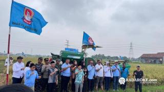 Yayasan Bhakti Bela Negara Provinsi Banten dan Poktan Adem Ayem Tani Gelar Panen Demplot PS-08 Capai 9 Ton per Hektar