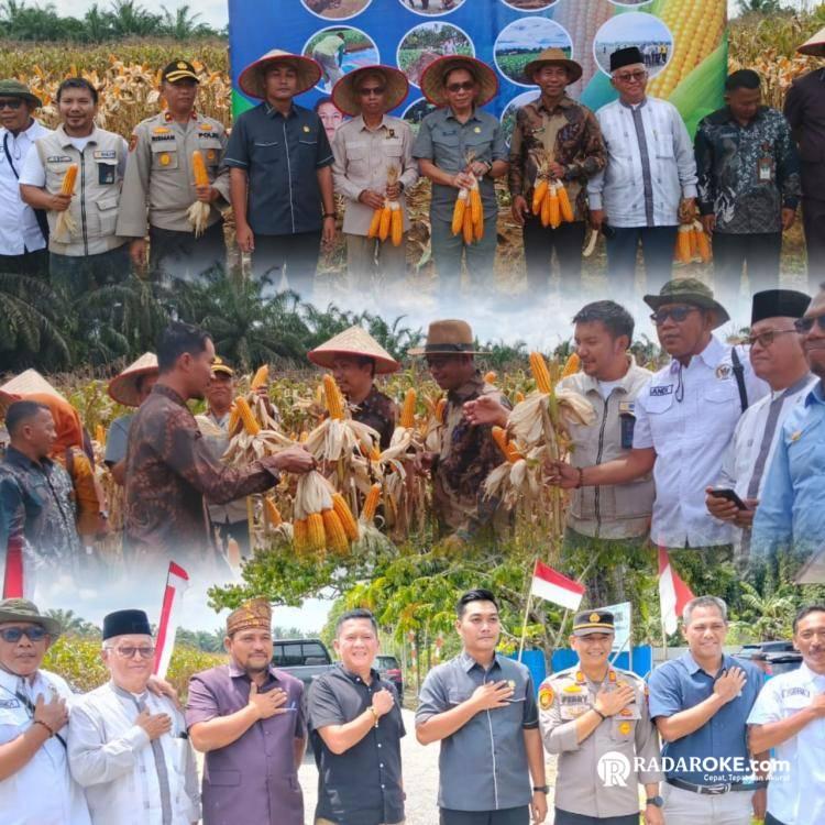 Kapolsek Tapung dan Kades Indrapuri Panen Jagung Pipil Bersama Warga, Wujud Sinergi Ketahanan Pangan di Tapung