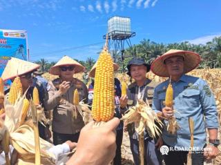 Program Ketahanan Pangan Presiden Prabowo Berhasil Panen Raya Jagung Pipil di Desa Sungai Buluh dan Desa Simpang Raya Singingi Hilir