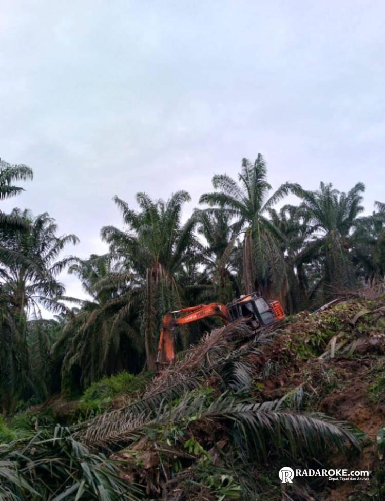 Arara Abadi Tumbangkan Sawit di Lahan KSO Agrinas