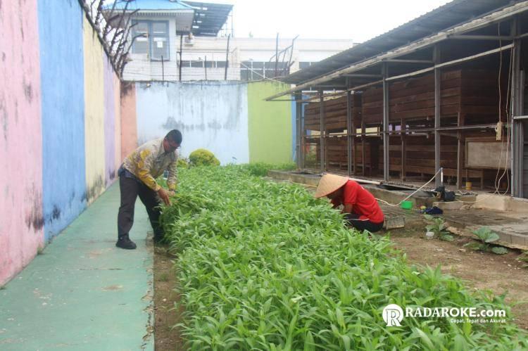 Bukti Nyata Lapas Pekanbaru Terus Produktif dan Konsisten Dukung Program Ketahanan Pangan