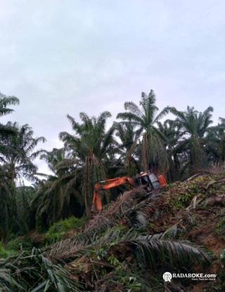 Arara Abadi Tumbangkan Sawit di Lahan KSO Agrinas