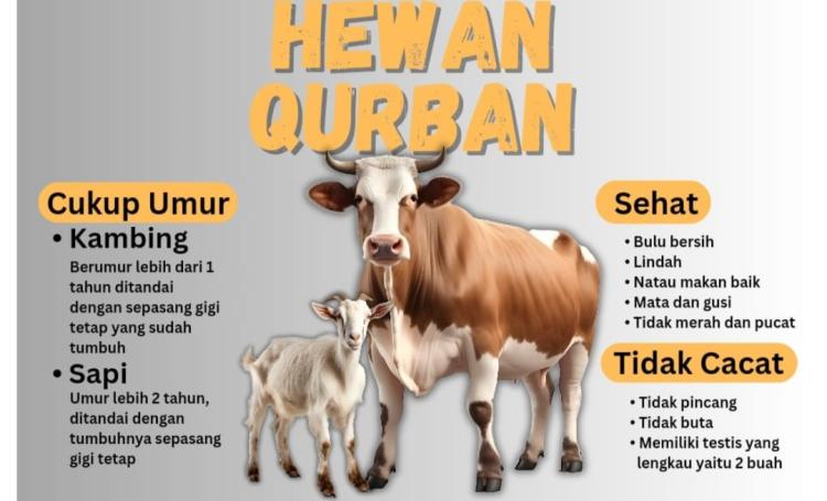 Menteri Agama Larang Masyarakat Sembelih Hewan Kurban Mandiri, Ini Faktanya? 