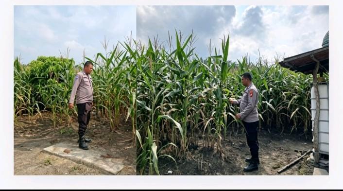 Polsek Tapung Bersama Aparat Desa Indrapuri Laksanakan Peninjauan Tanaman Jagung Pipil