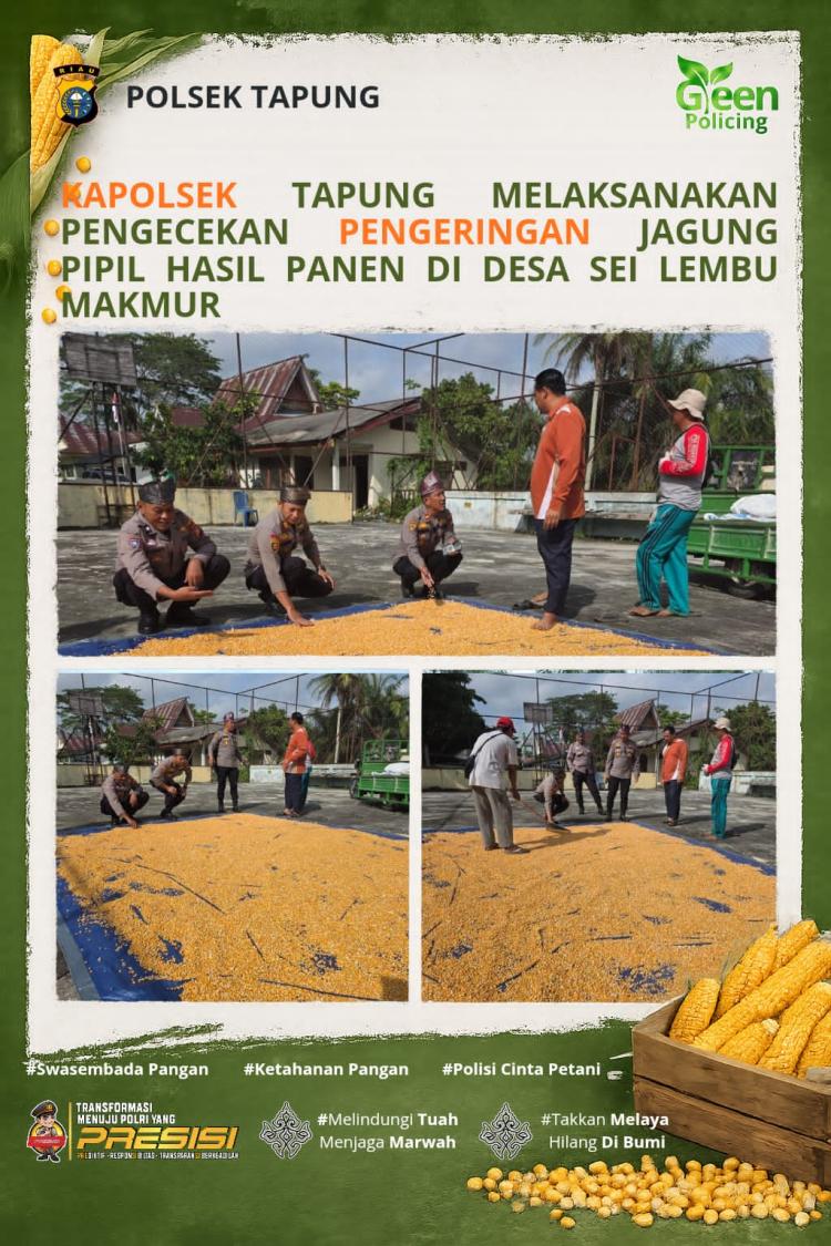 Kapolsek Tapung Laksanakan Pengecekan Pengeringan Jagung Hasil Panen