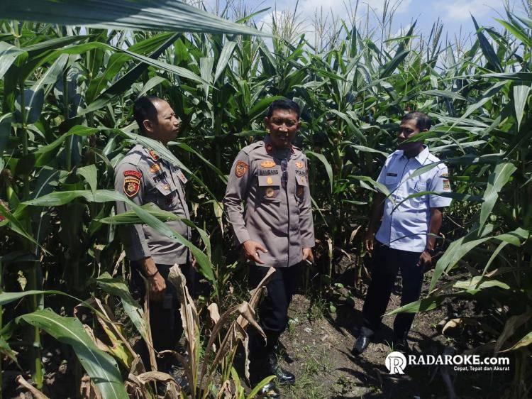 Kapolsek Tapung Bersama Kades Tinjau Tanaman Jagung Pipil di Desa Indrapuri