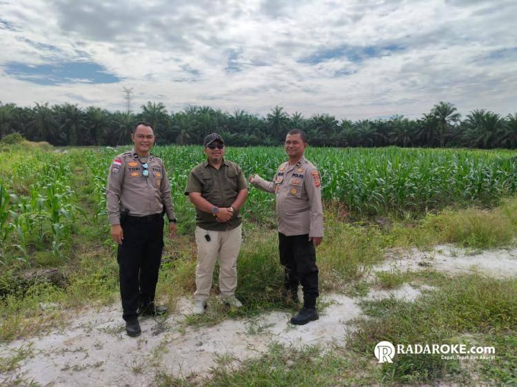 Bhabinkamtibmas Polsek Tapung Bersama Kades dan Bumdes Tinjau Tanaman Jagung Pipil