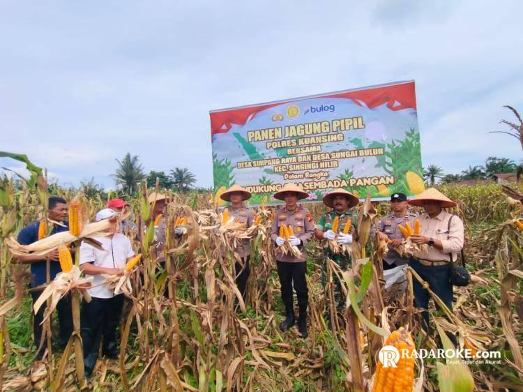 Dihadiri Kapolres dan Danramil, Masyarakat Desa Simpang Raya, Kuansing Panen Raya Jagung Pipil