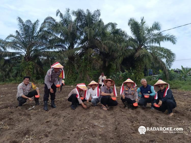 Polsek Tapung Sinergi dengan Pemerintah Desa Lakukan Penanaman Jagung Pipil untuk Ketahanan Pangan