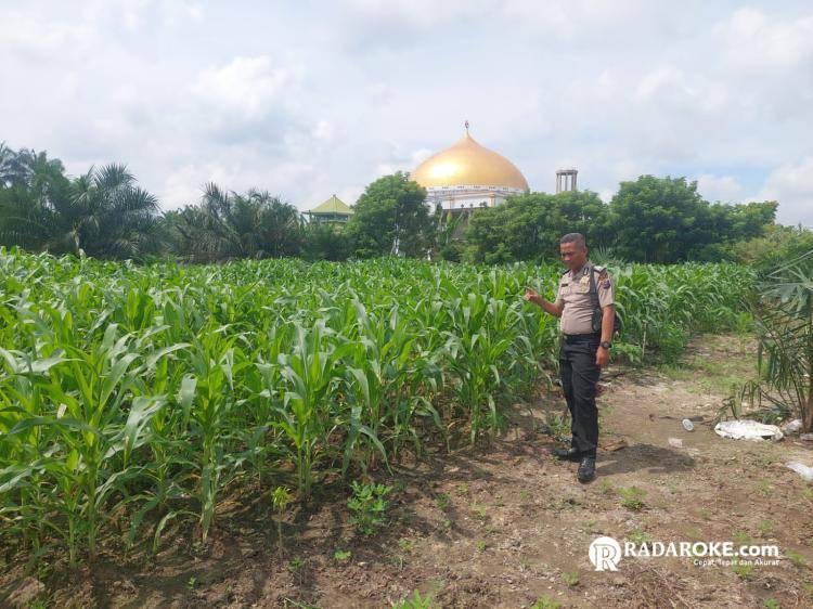 Bhabinkamtibmas Polsek Tapung Cek Perkembangan Tanaman Jagung Pipil di Desa Pelambaian