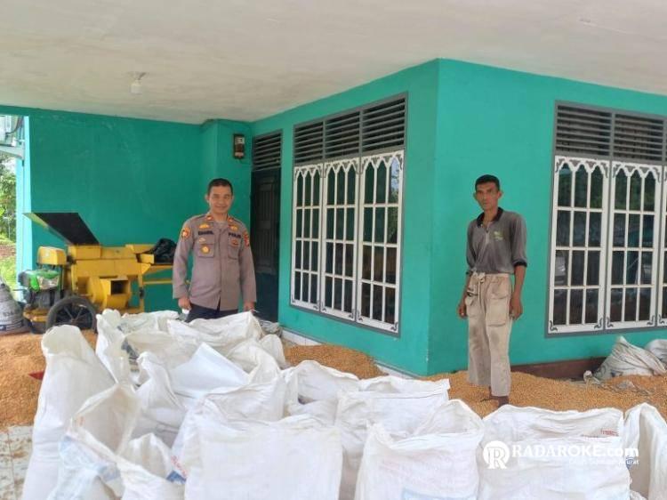 Polsek Tapung Hilir Hasilkan 4 Ton Jagung Pipil – Siap Dijual ke Bulog 