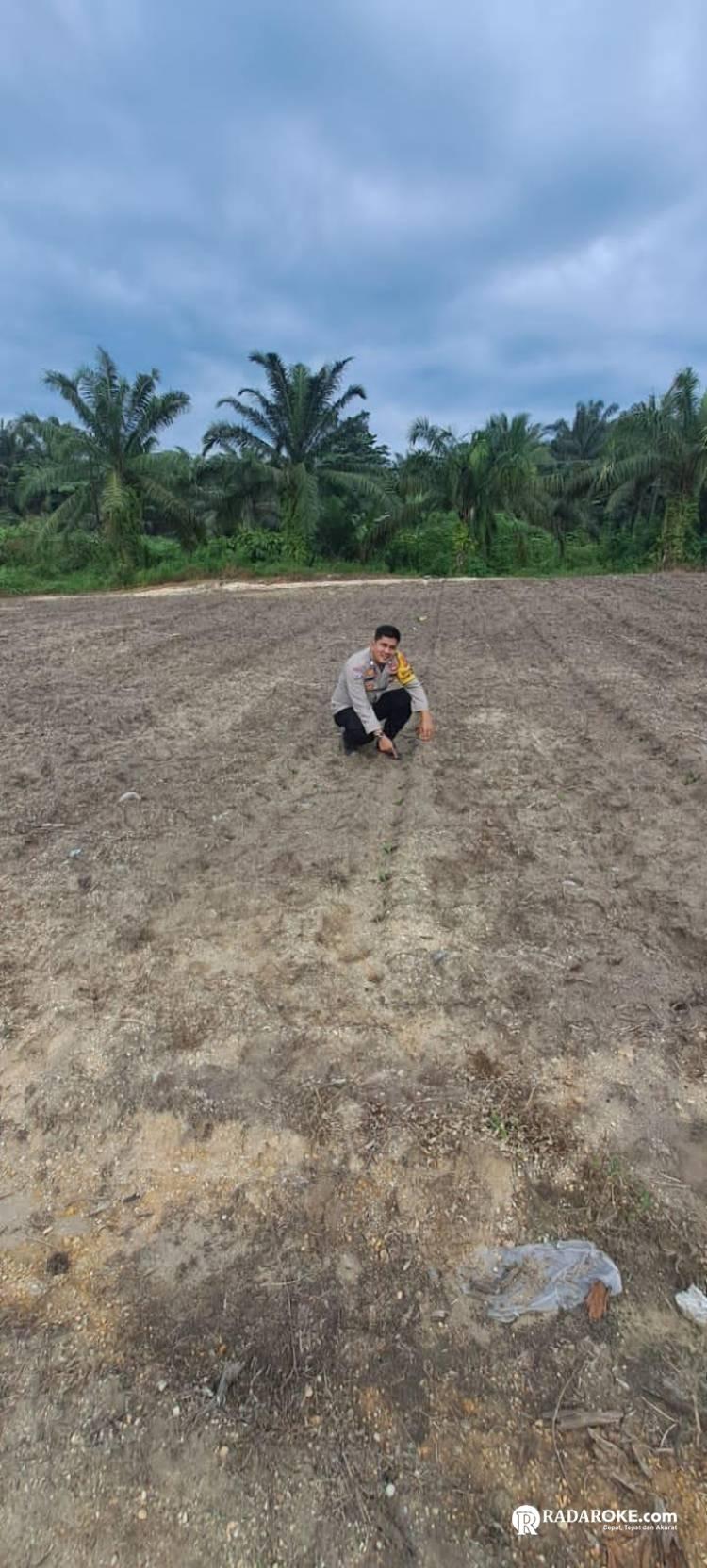 Bhabinkamtibmas Bencah Kelubi Pastikan Tanaman Jagung Pipil Baru Tanam