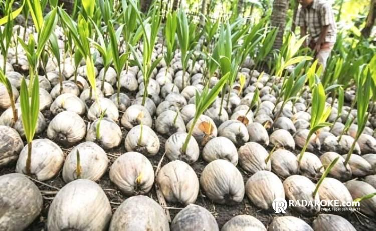 Praktik Nakal Bibit Kelapa di Inhil Terbongkar, Kerugiannya Miliaran