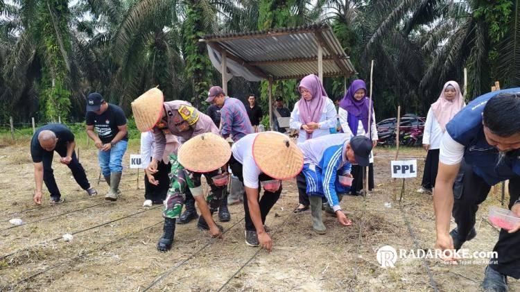 Dukung Asta Cita Presiden RI, Desa Bukit Raya Singingi Hilir Siap Wujudkan Swasembada Pangan Melalui Penanaman Jagung Pipil