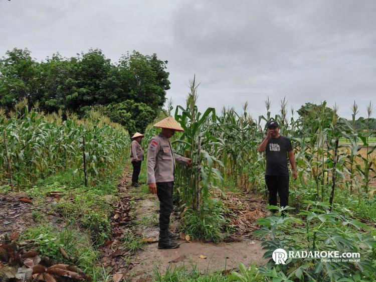Rutin, Bhabinkamtibmas Polsek Tapung Tinjau Perkembangan Tanaman Jagung untuk Ketahanan Pangan
