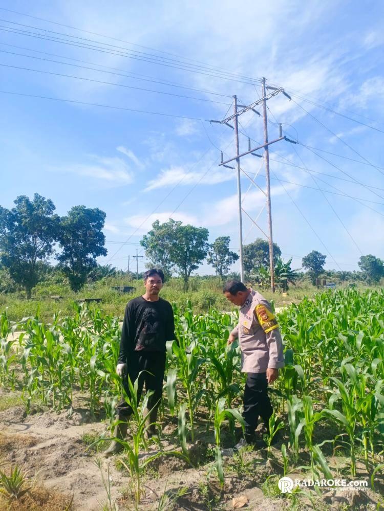 Bhabinkamtibmas Polsek Tapung Bersama Petani Cek Tanaman Jagung di Desa Trumanunggal