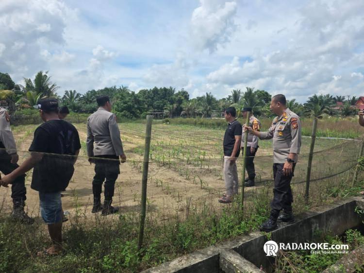 Kapolsek Tapung Cek Langsung Perkembangan Jagung Pipil Program Ketahanan Pangan di Desa Batu Gajah