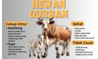 Menteri Agama Larang Masyarakat Sembelih Hewan Kurban Mandiri, Ini Faktanya? 