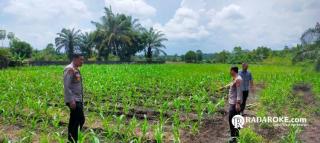 Dukung Asta Cita Presiden Prabowo, Polsek Tapung Terus Laksanakan Pengecekan Tanaman Jagung Pipil