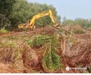 Kian Memanas, Diawasi Keamanan Bayaran Berbekal Sajam, Kebun Sawit Petani Untuk Menafkahi Keluarga Dirusak Alat Berat