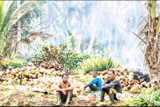 Harga Terjun Bebas, Petani Kelapa Menjerit 
