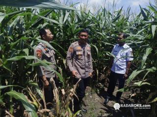Kapolsek Tapung Bersama Kades Tinjau Tanaman Jagung Pipil di Desa Indrapuri