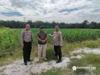 Bhabinkamtibmas Polsek Tapung Bersama Kades dan Bumdes Tinjau Tanaman Jagung Pipil
