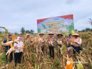 Dihadiri Kapolres dan Danramil, Masyarakat Desa Simpang Raya, Kuansing Panen Raya Jagung Pipil