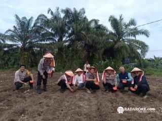 Polsek Tapung Sinergi dengan Pemerintah Desa Lakukan Penanaman Jagung Pipil untuk Ketahanan Pangan