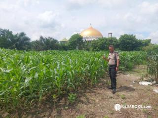 Bhabinkamtibmas Polsek Tapung Cek Perkembangan Tanaman Jagung Pipil di Desa Pelambaian