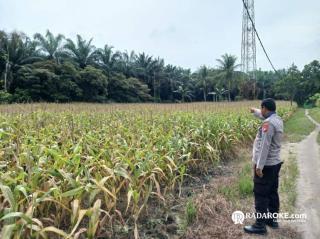 Polsek Tapung Melalui Bhabinkamtibmas Desa Indrapuri Lakukan Pengecekan Rutin Pertumbuhan Tanaman Jagung Pipil