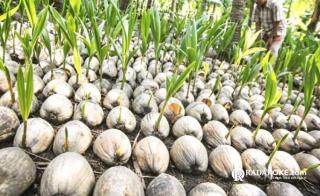 Praktik Nakal Bibit Kelapa di Inhil Terbongkar, Kerugiannya Miliaran
