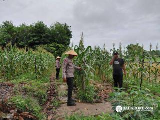Rutin, Bhabinkamtibmas Polsek Tapung Tinjau Perkembangan Tanaman Jagung untuk Ketahanan Pangan