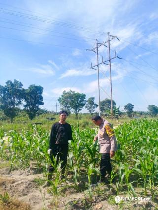 Bhabinkamtibmas Polsek Tapung Bersama Petani Cek Tanaman Jagung di Desa Trumanunggal