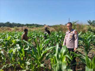 Dukung Program Ketahanan Pangan Nasional, Bhabinkamtibmas Polsek Tapung Cek Jagung Seluas 1.5 Ha