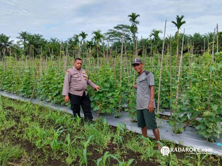 Bhabinkamtibmas Polsek Tapung Bersama Petani Monitoring Pertumbuhan Tanaman Jagung