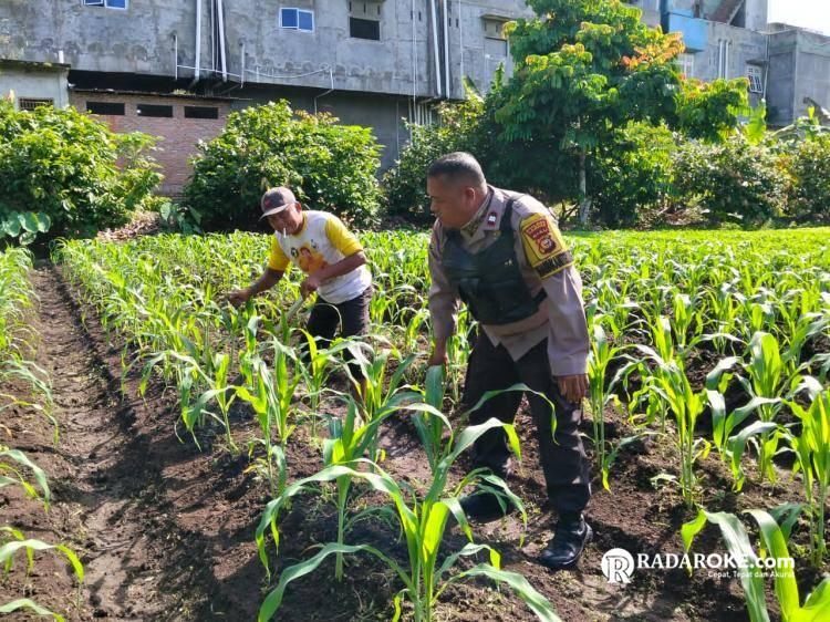 Polsek Tapung Kawal Program Swasembada Pangan, Petani Semangat Kembangkan Jagung Pipil