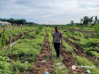 Dukung Swasembada Pangan, Bhabinkamtibmas Polsek Tapung Cek Lahan Jagung Pipil di Desa Pematang Sumber Makmur