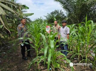 Perkuat Ketahanan Pangan Kapolsek Tapung Monitoring di Tanaman Jagung Pipil di 4 Lokasi Seluas 8 Hektar