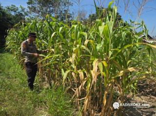 Jajaran Polsek Tapung Laksanakan Pengecekan Perkembangan Tanaman Jagung Pipil di Desa Karya Indah