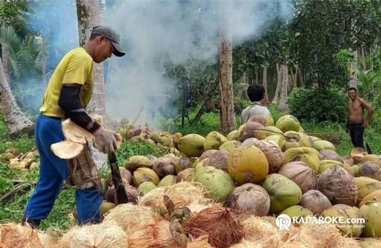 Petani Menjerit, Harga Kelapa Kian Anjlok