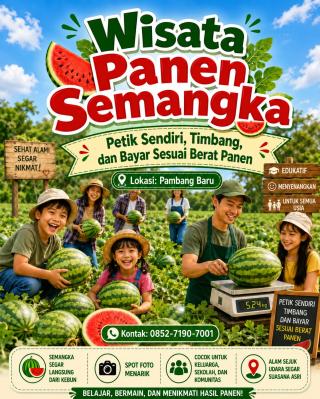 Mulai 25 Juli! Rasakan Sensasi Panen Semangka Langsung dari Kebun di Pambang Baru